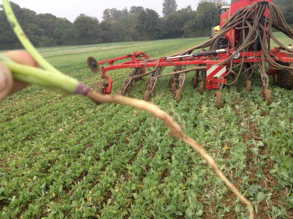 Long root of crop using no till farming