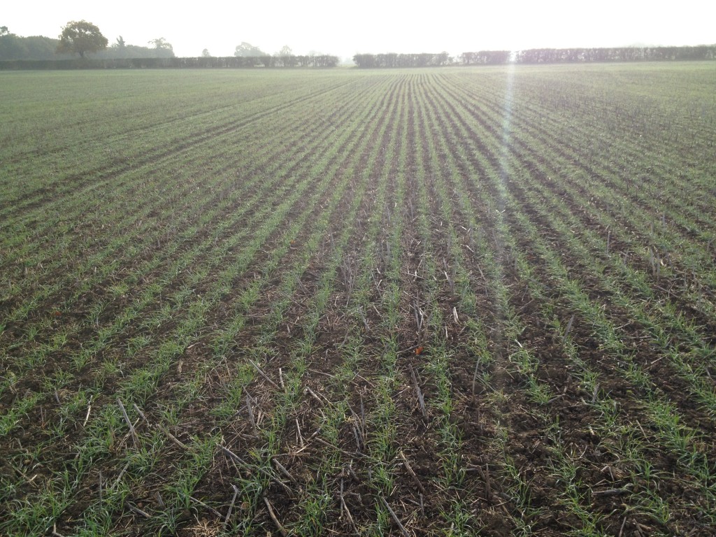 Using cover crops and no till farming methods